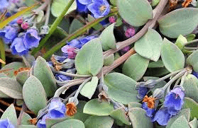 Des images de diff�rentes plantes